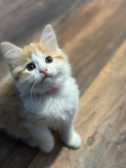 Shrimp