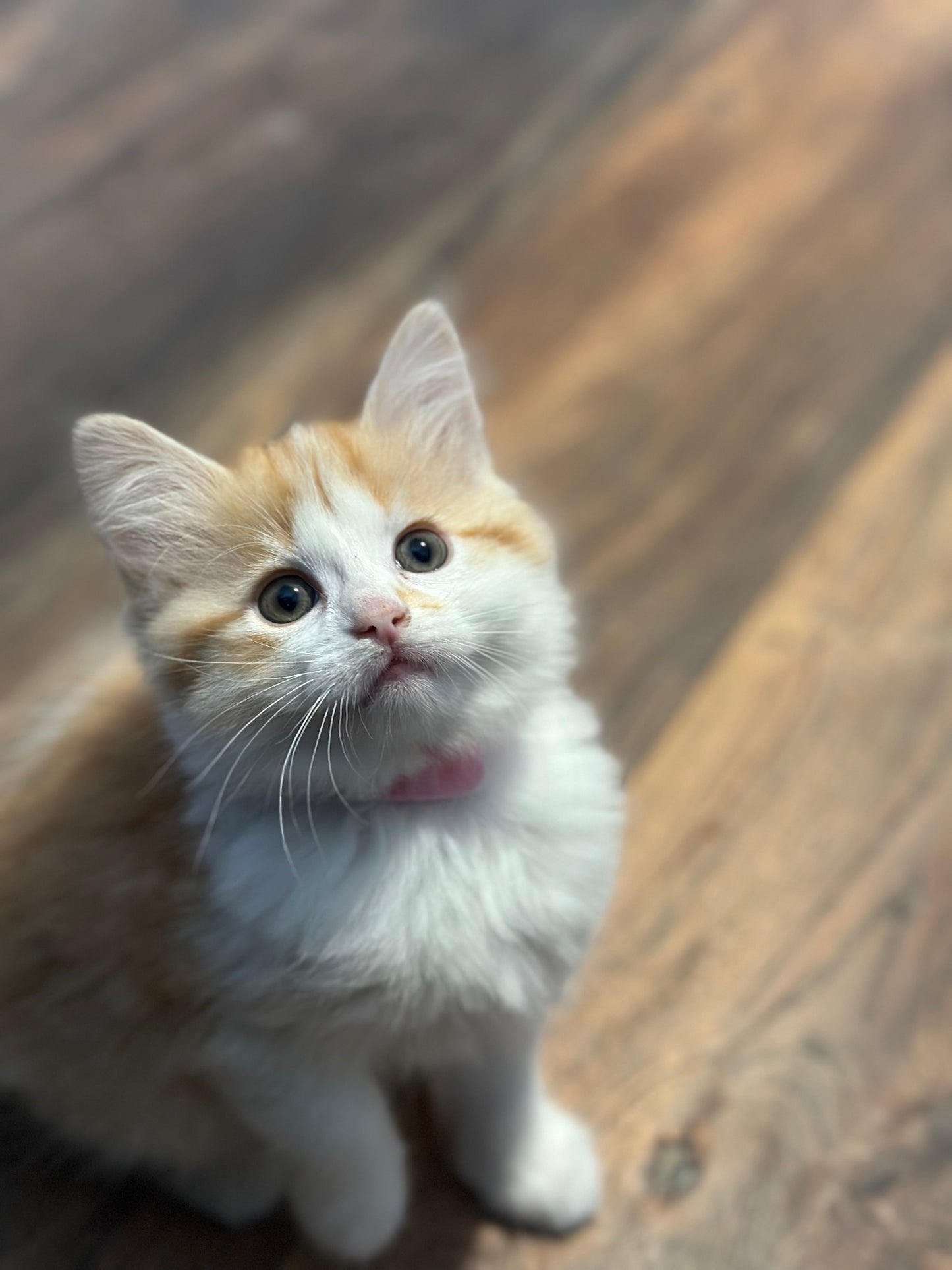 Shrimp