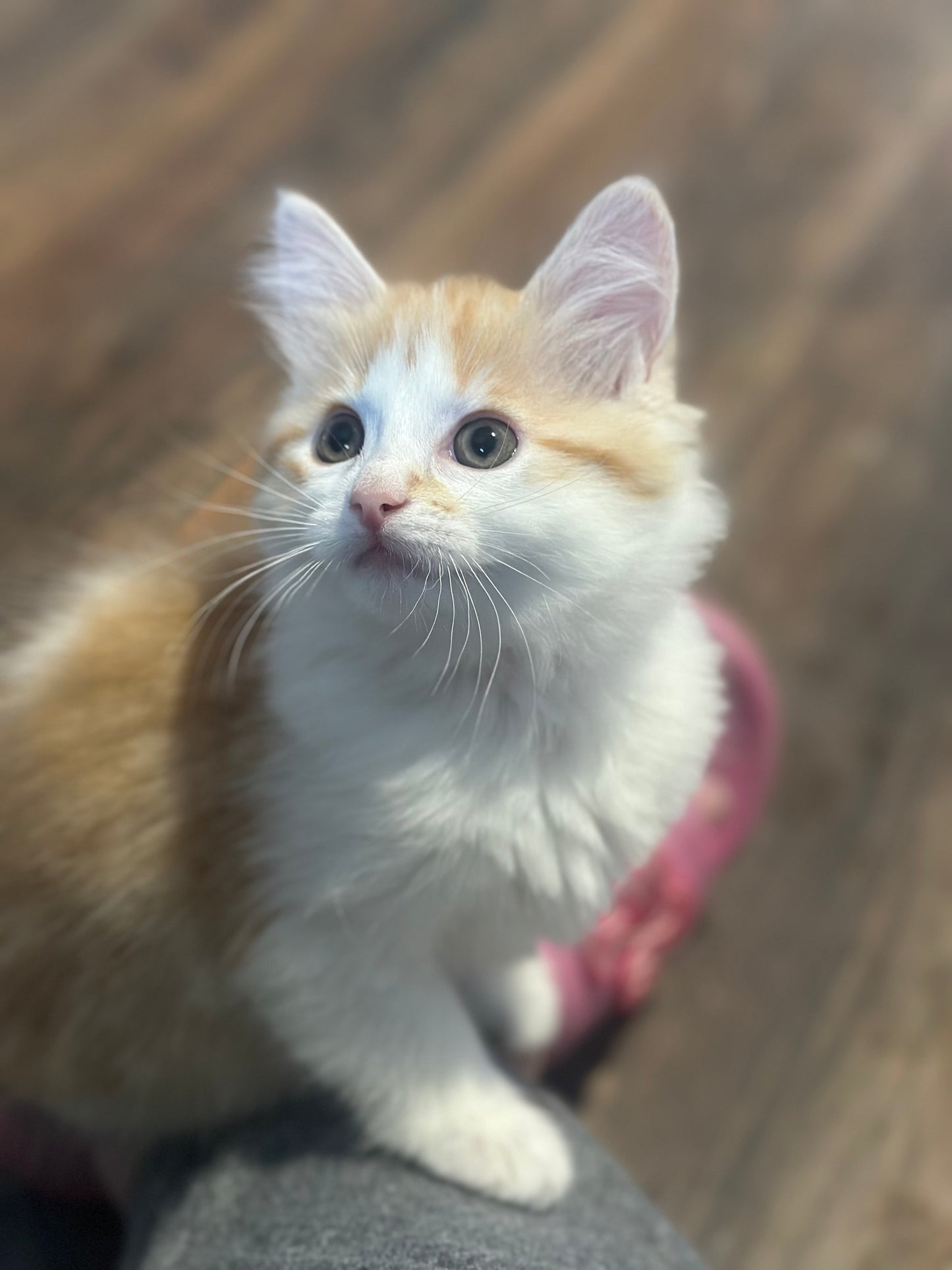 Shrimp