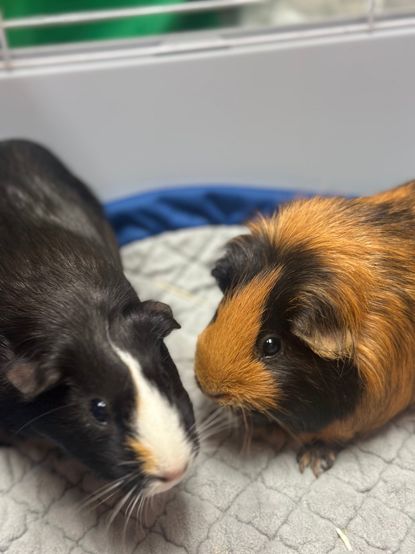 Penelope & Moo