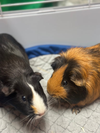 Penelope & Moo