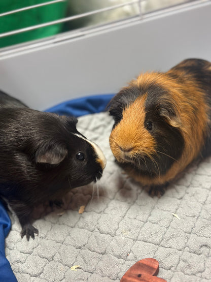 Penelope & Moo
