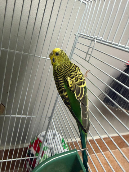 Tinkerbell