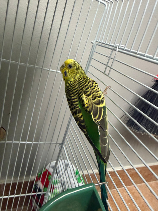 Tinkerbell