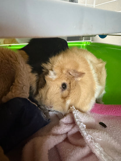 Polly & Penelope Pocket