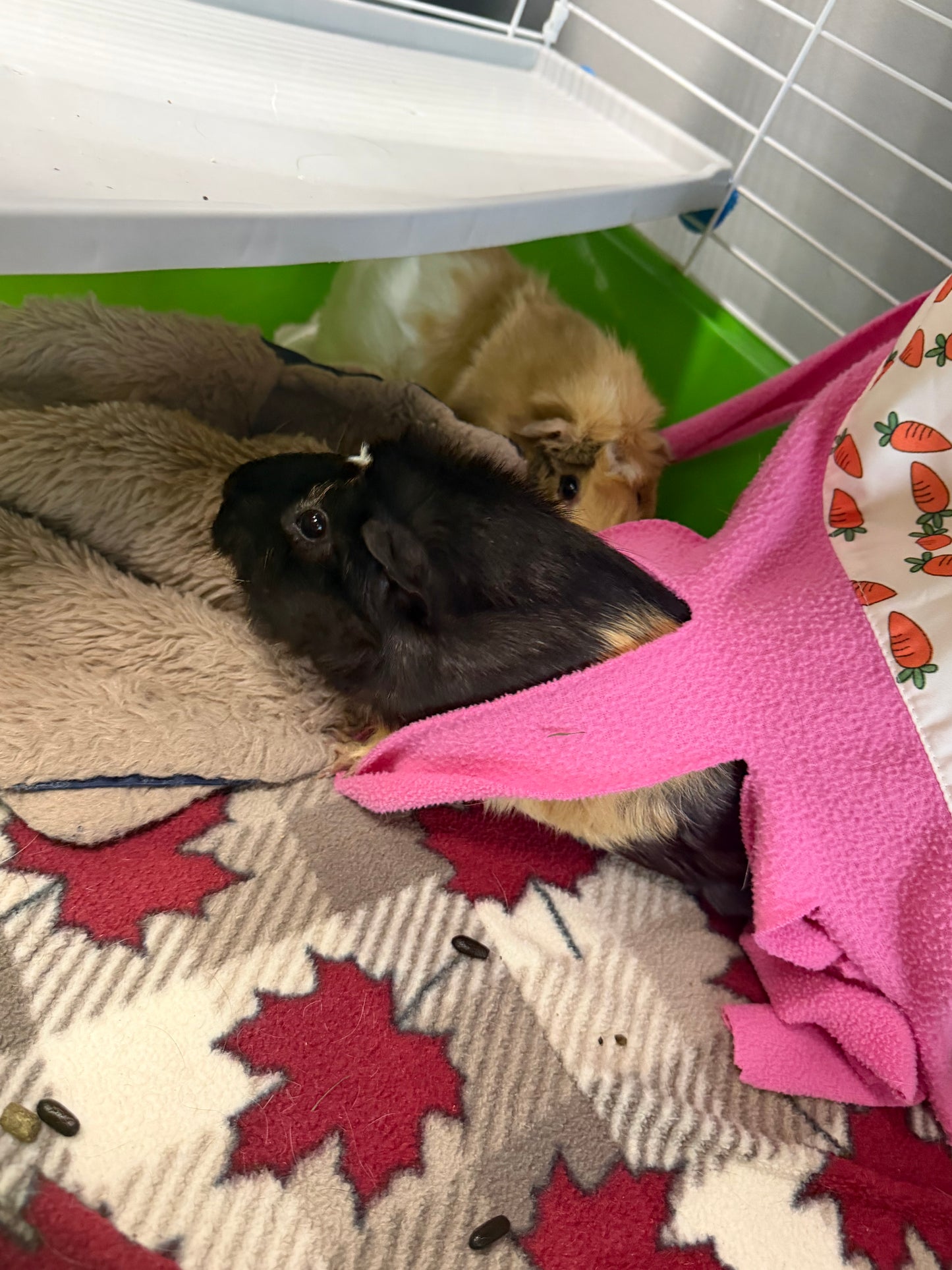 Polly & Penelope Pocket