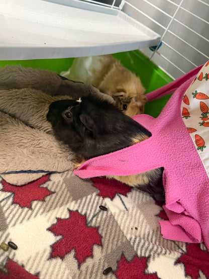 Polly & Penelope Pocket