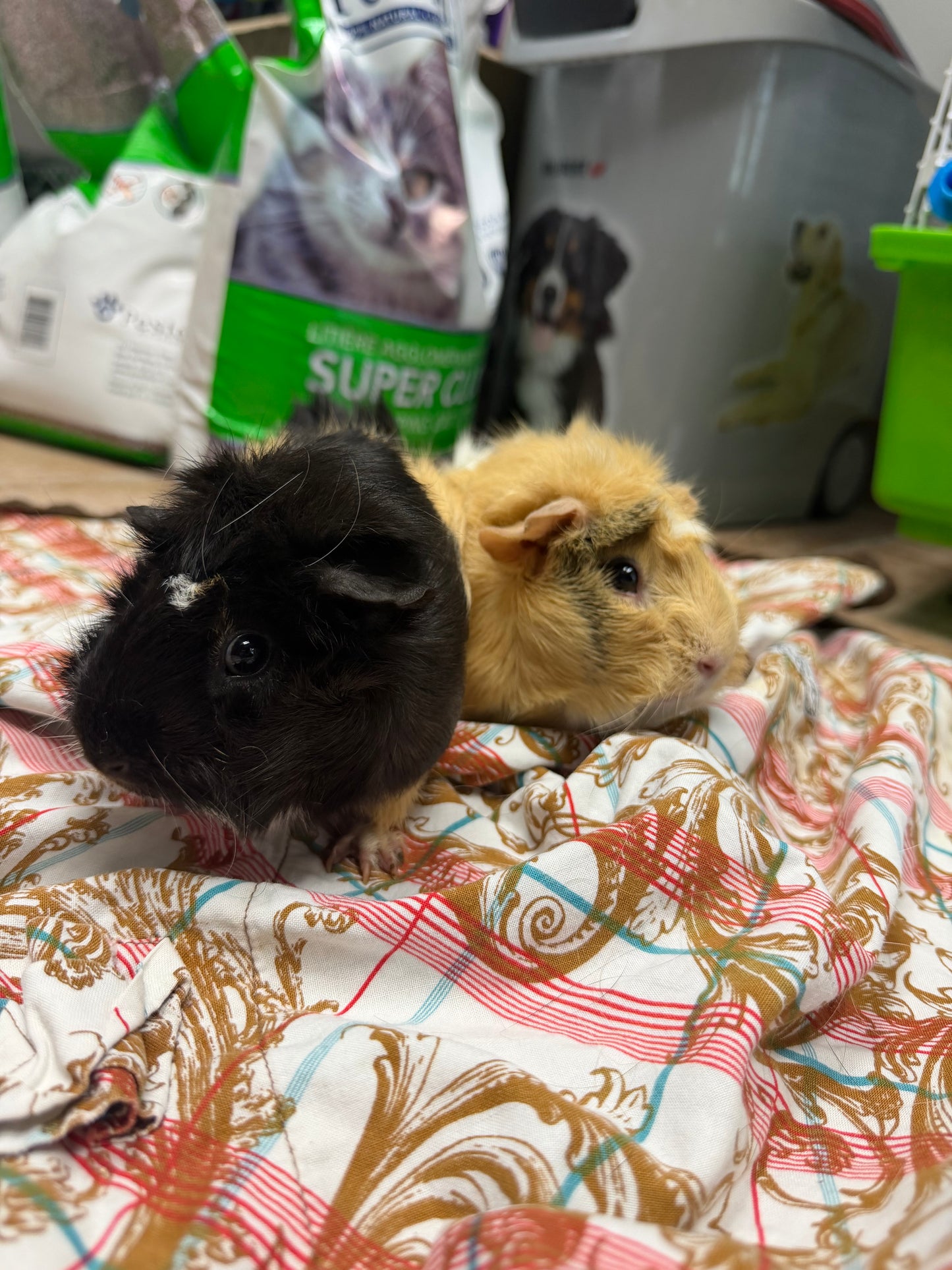 Polly & Penelope Pocket