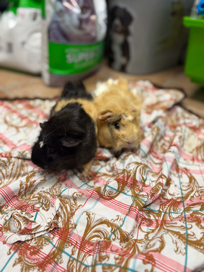 Polly & Penelope Pocket