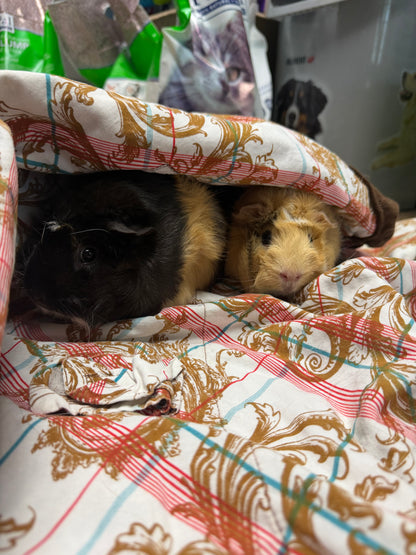 Polly & Penelope Pocket
