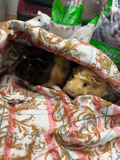 Polly & Penelope Pocket