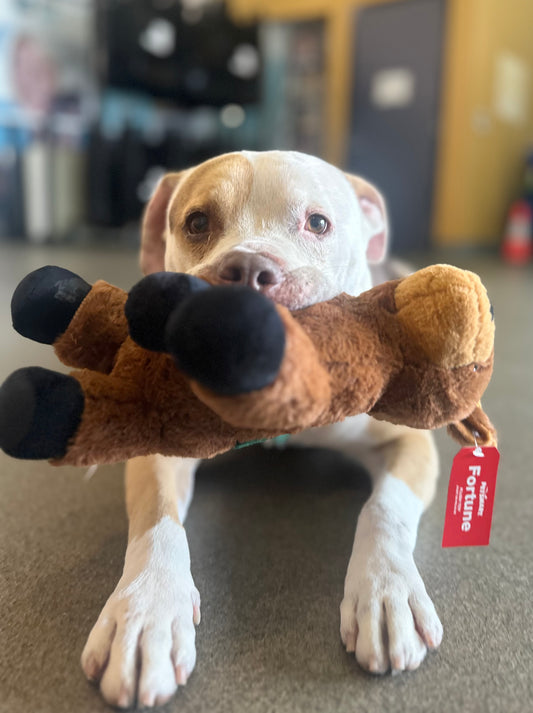 Hippo (Sponsored Adoption Fee)