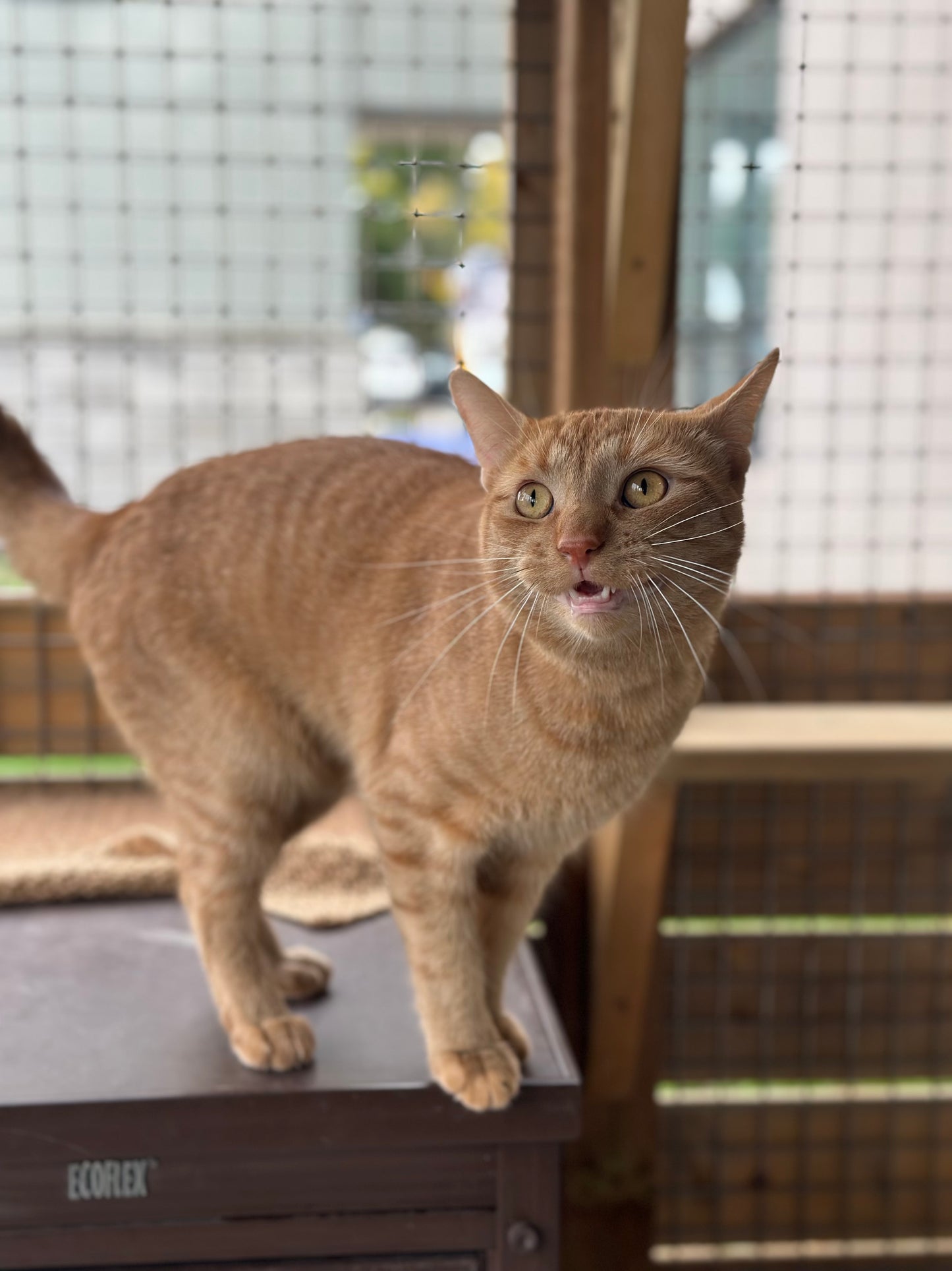 Sir Purrwell