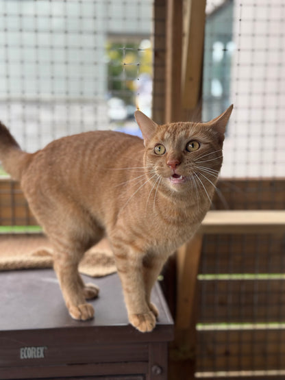 Sir Purrwell