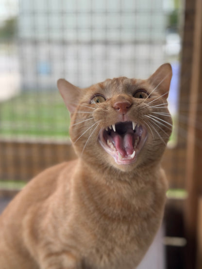 Sir Purrwell