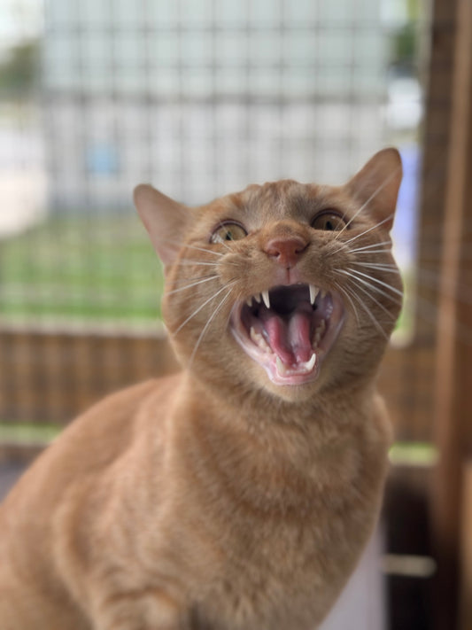 Sir Purrwell