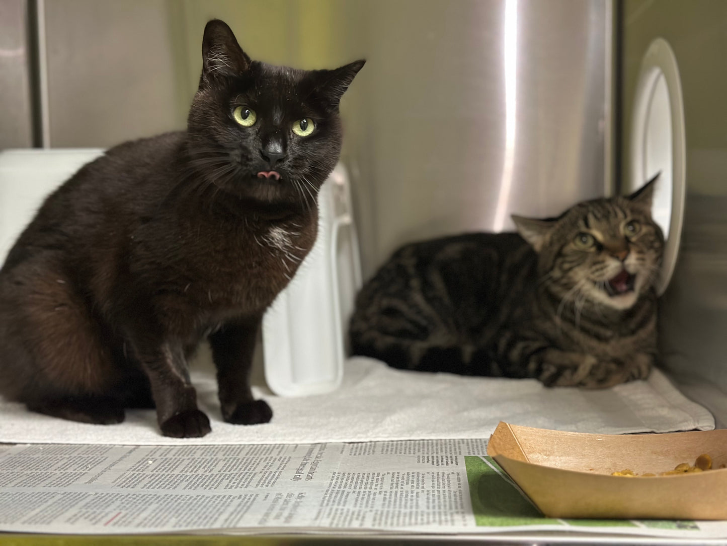 Brie & Pickles (Bonded Pair)