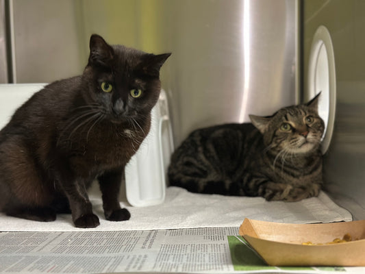 Brie & Pickles (Bonded Pair)