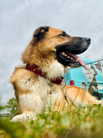 Maverick (Sponsored Adoption Fee)