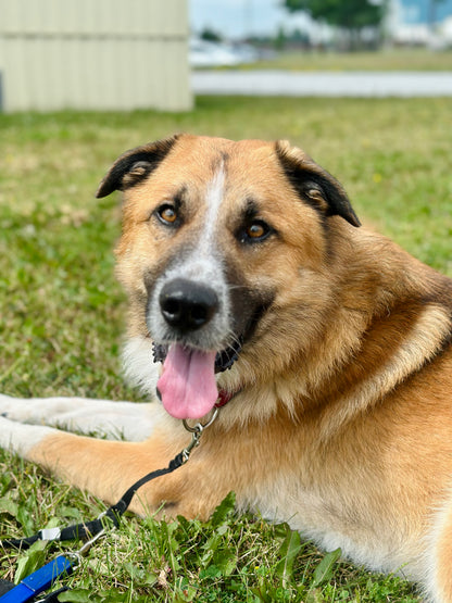 Maverick (Sponsored Adoption Fee)