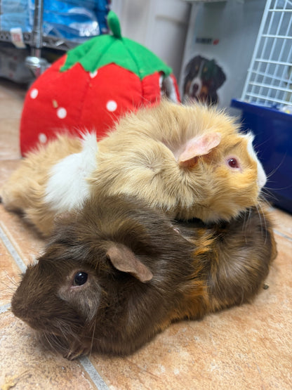 Marshmellow & Mocha