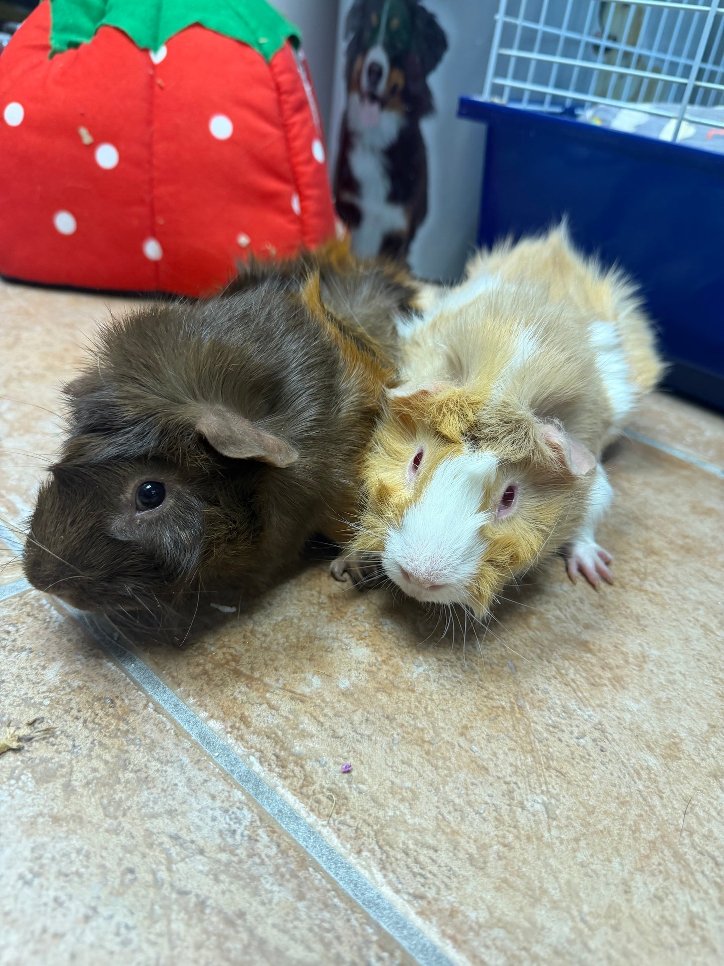 Marshmellow & Mocha