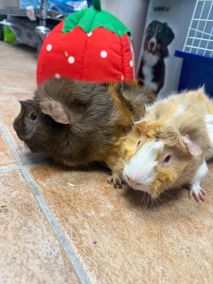 Marshmellow & Mocha