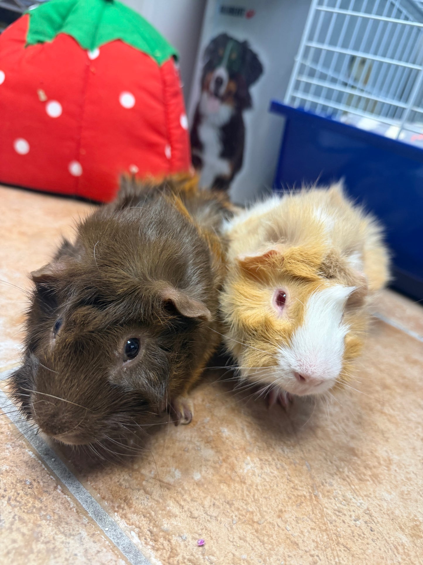 Marshmellow & Mocha