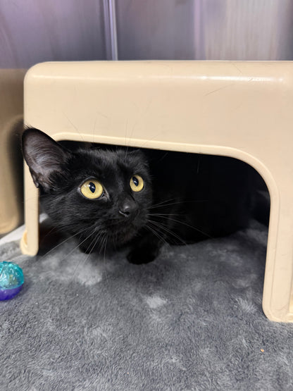 Onyx & Sapphire (Bonded Pair)