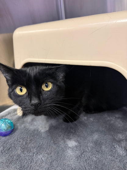 Onyx & Sapphire (Bonded Pair)