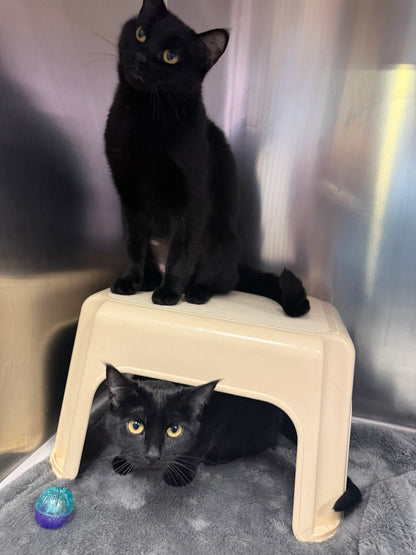 Onyx & Sapphire (Bonded Pair)