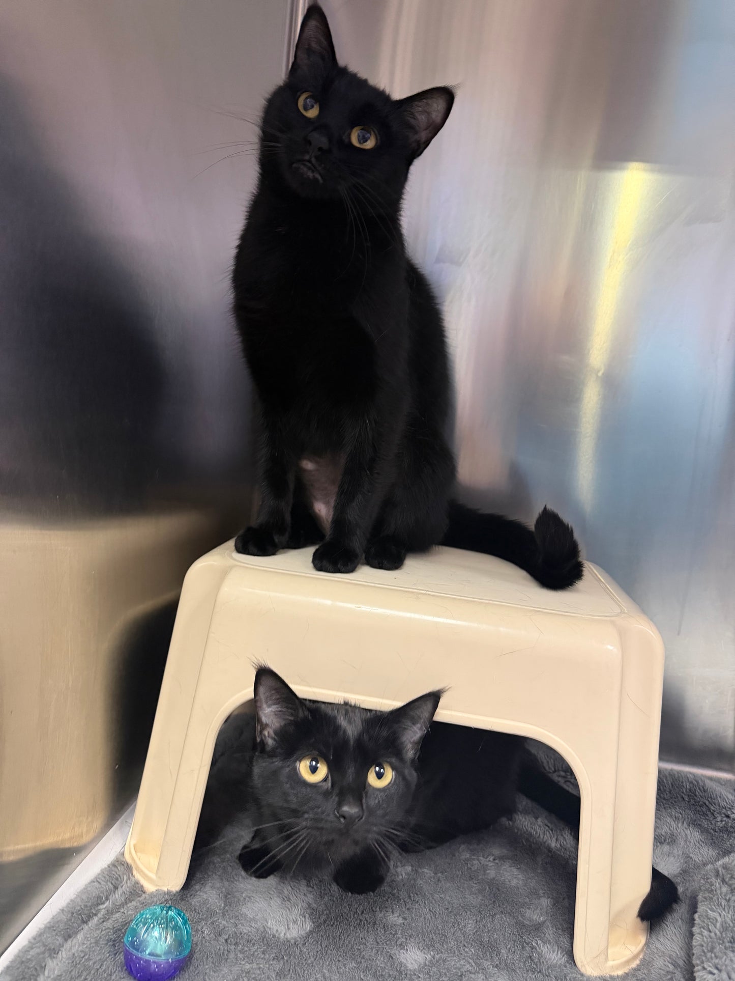 Onyx & Sapphire (Bonded Pair)