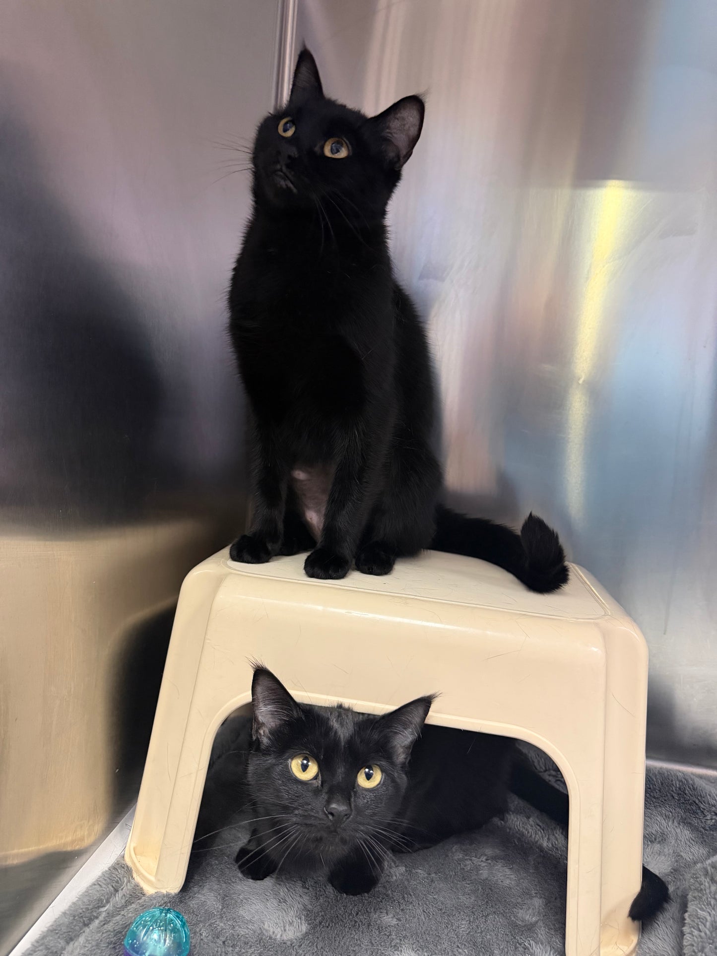 Onyx & Sapphire (Bonded Pair)
