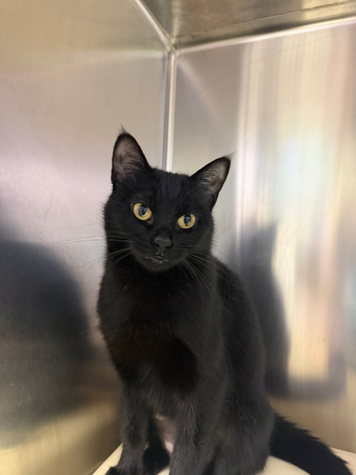 Onyx & Sapphire (Bonded Pair)