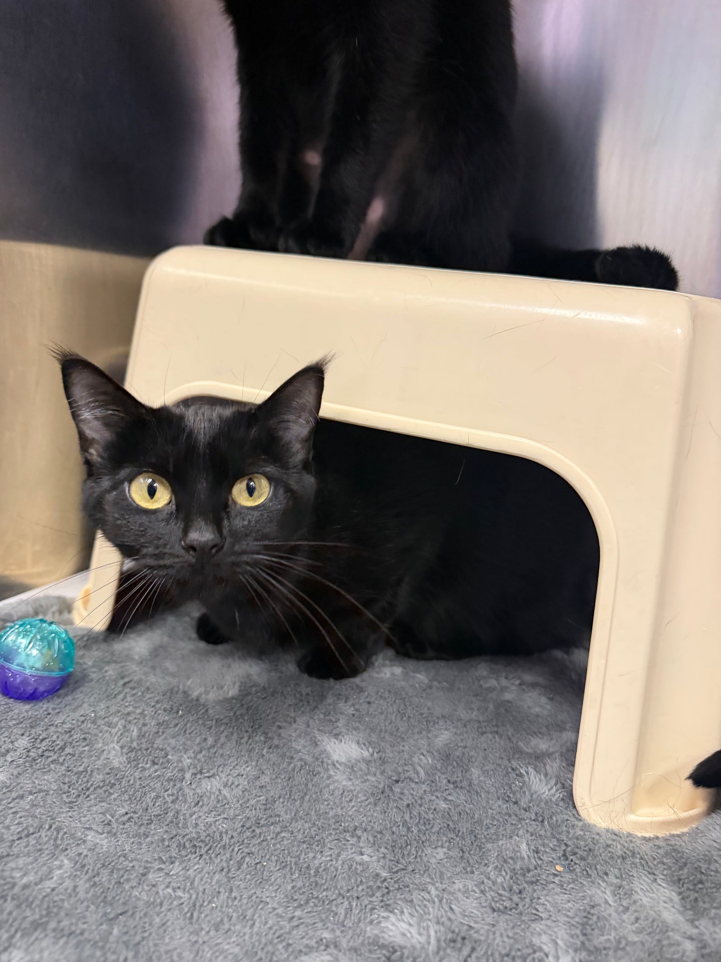 Onyx & Sapphire (Bonded Pair)