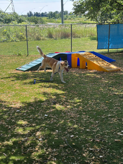 Tommy