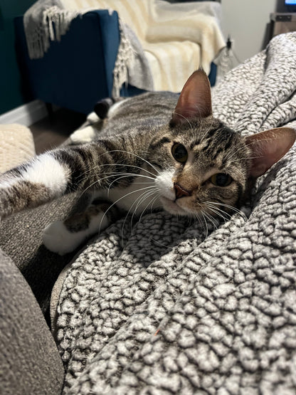 Gigi