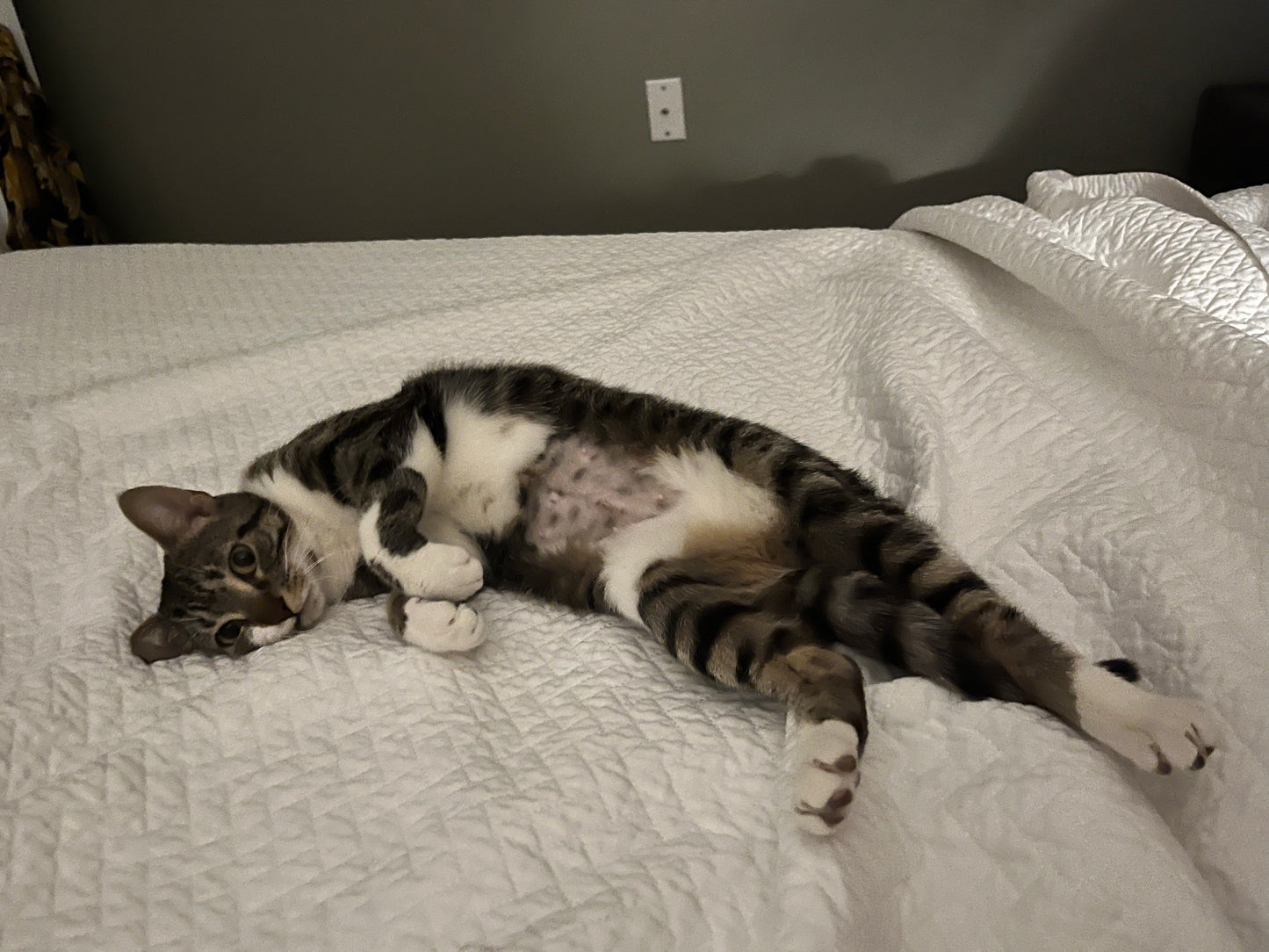 Gigi