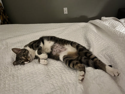 Gigi