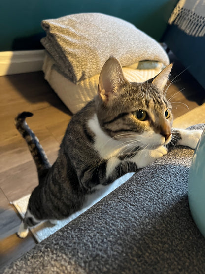 Gigi
