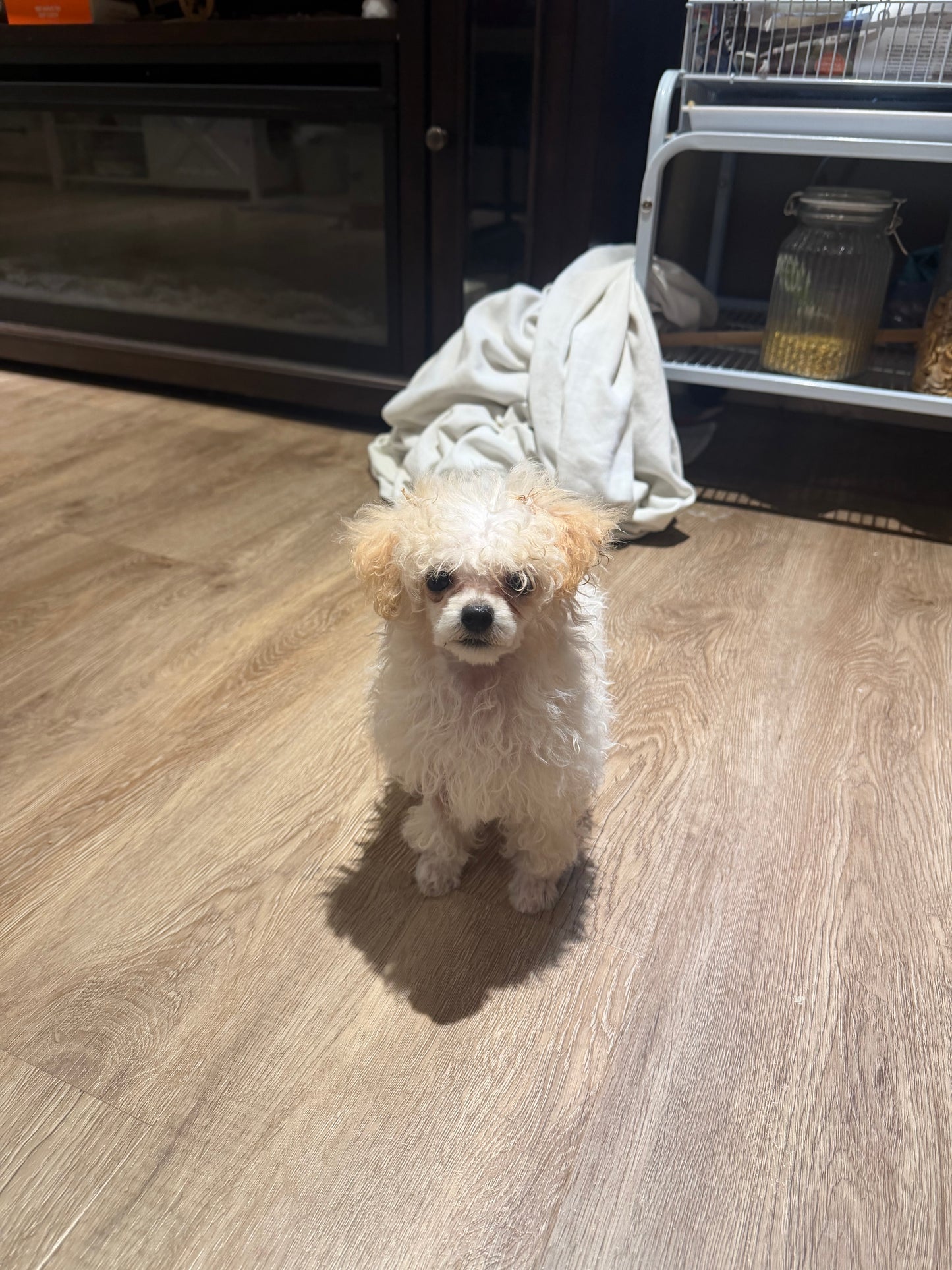 Poppy