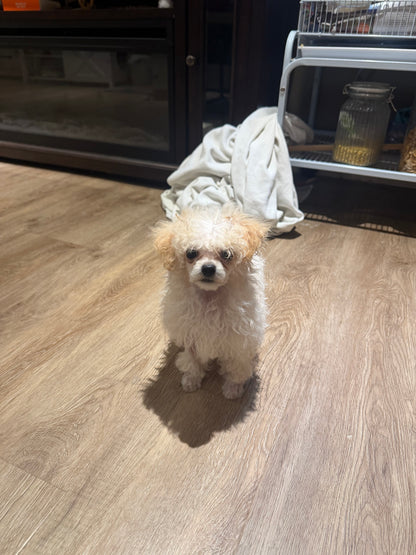 Poppy