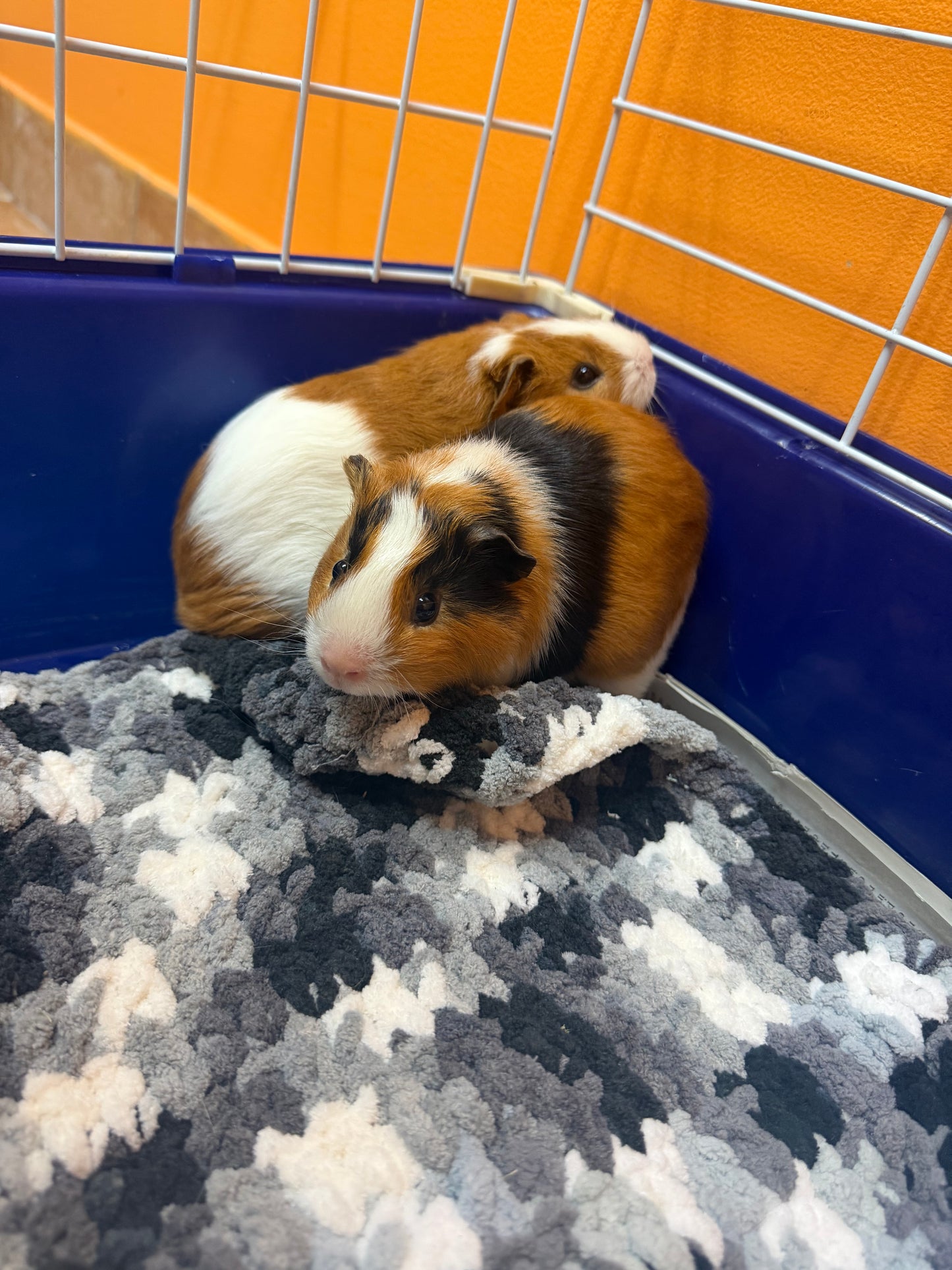 Kernel & Popcorn