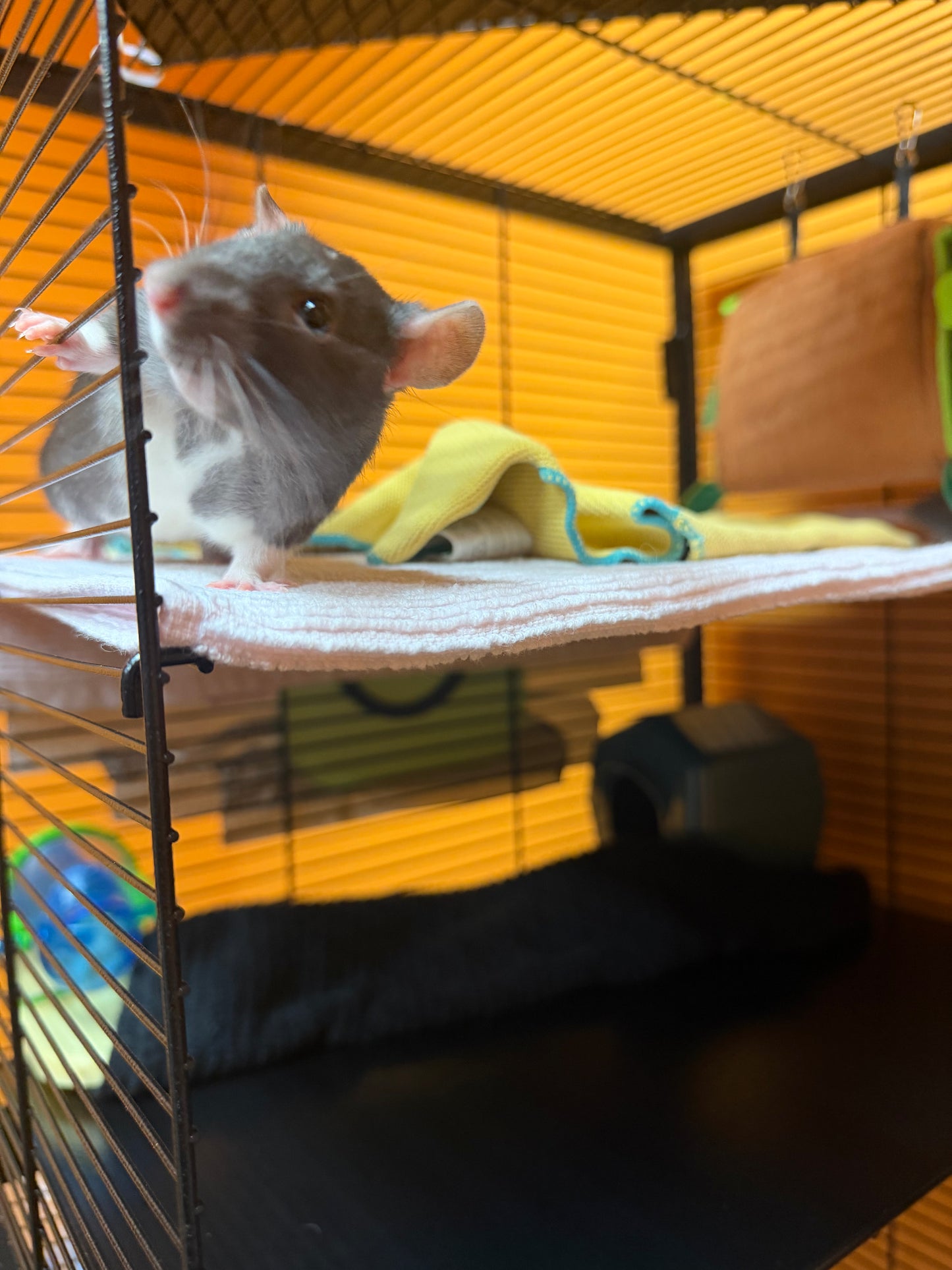Banana Split & Fudge & Sprinkles