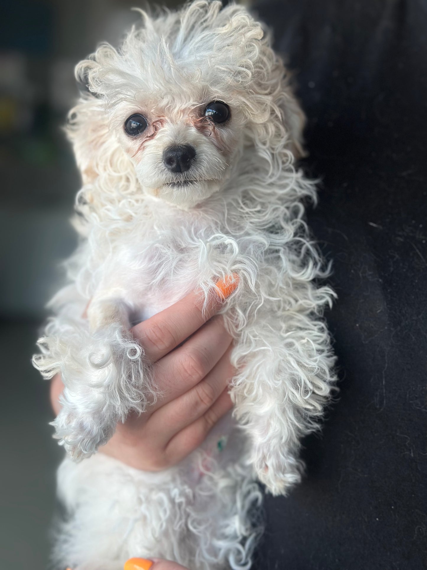 Poppy