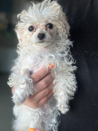 Poppy