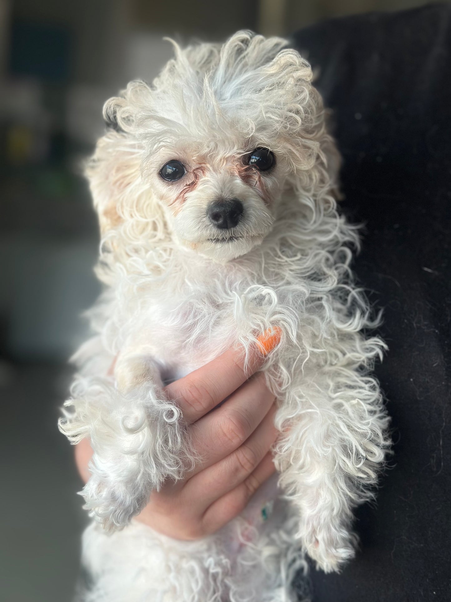 Poppy