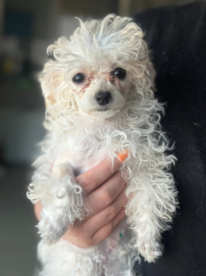 Poppy