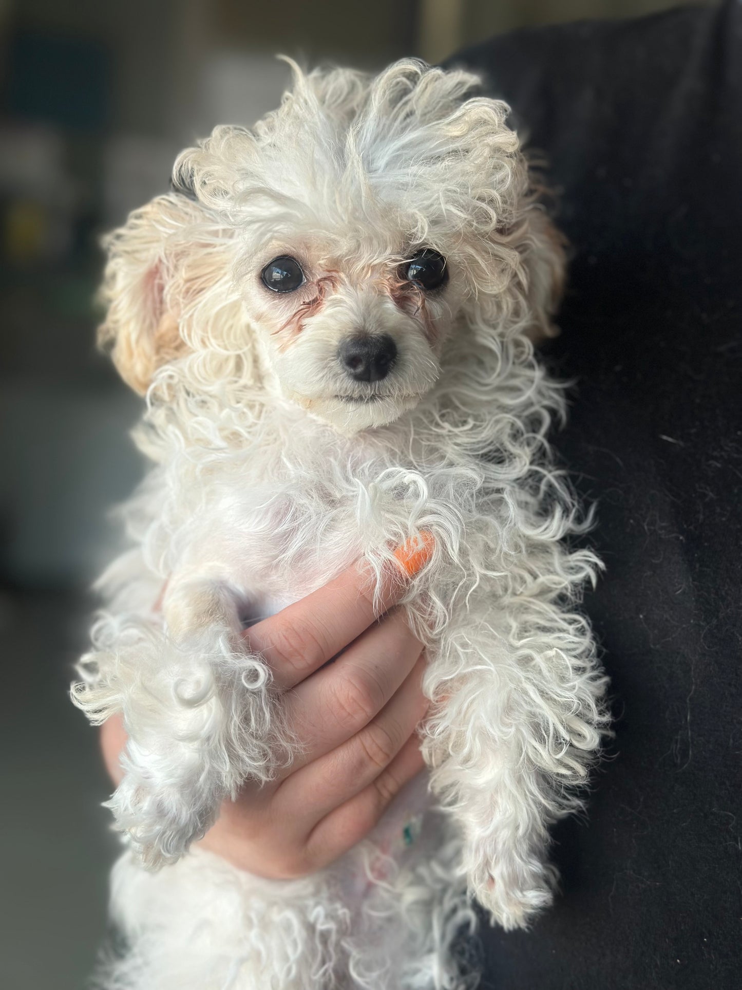 Poppy