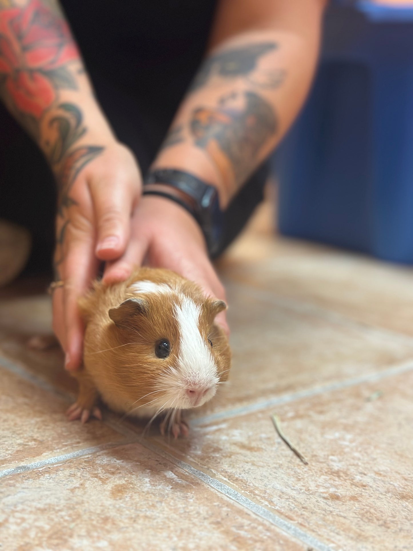 Kernel & Popcorn